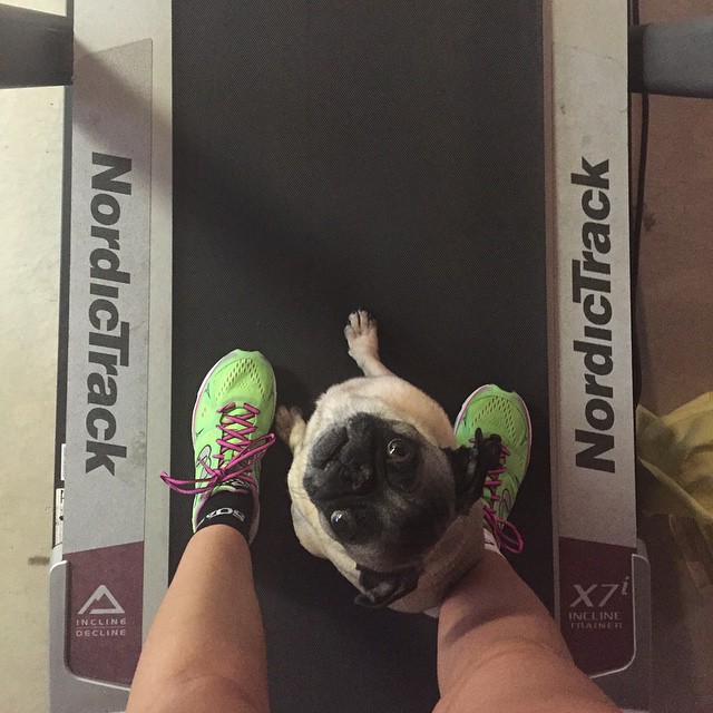 That feeling when your third and last workout of the day is done #bestdayever #lovewins #IMTraining  #IMCanada #WinstonThePug