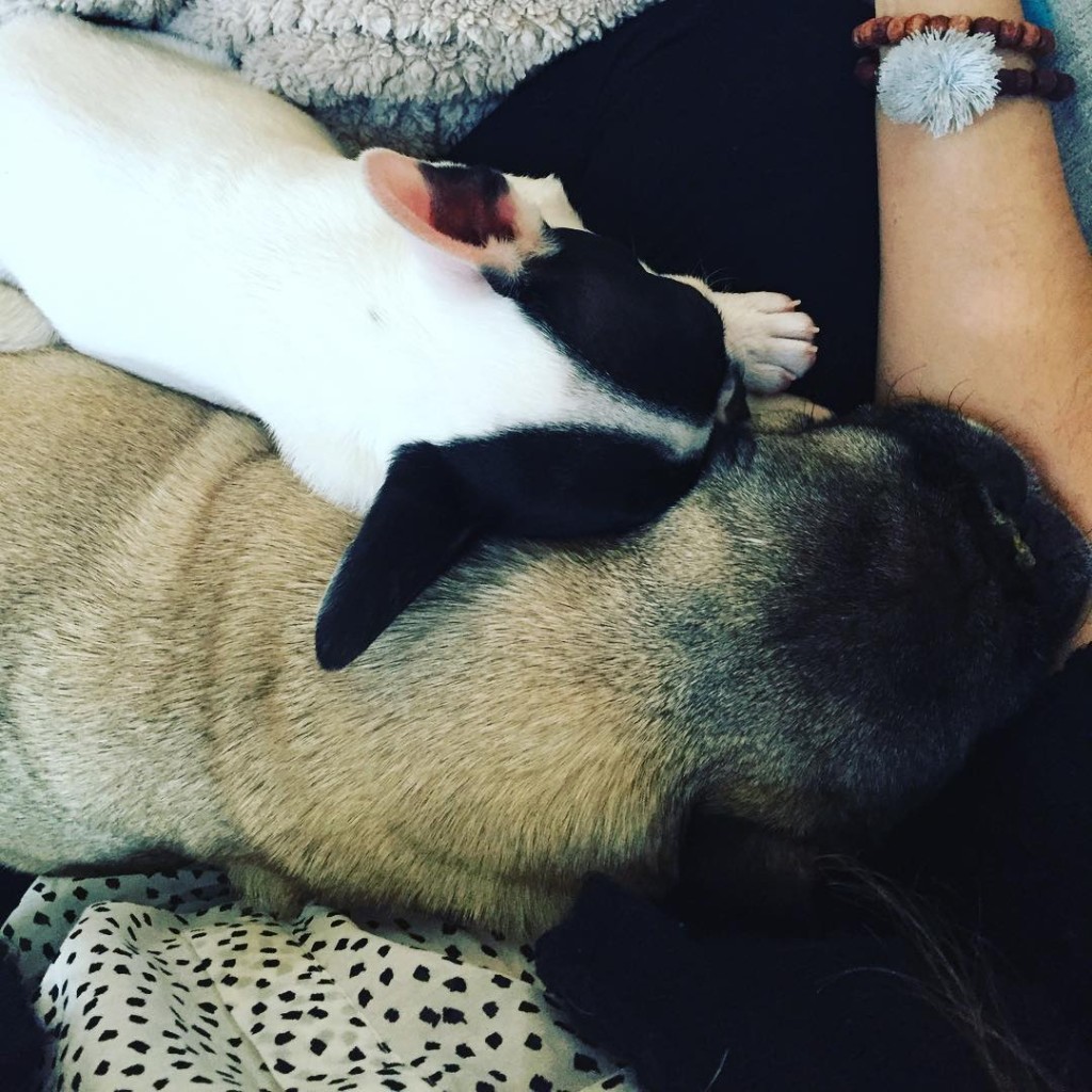 Saturday snuggles #Frenchie #pug #besties