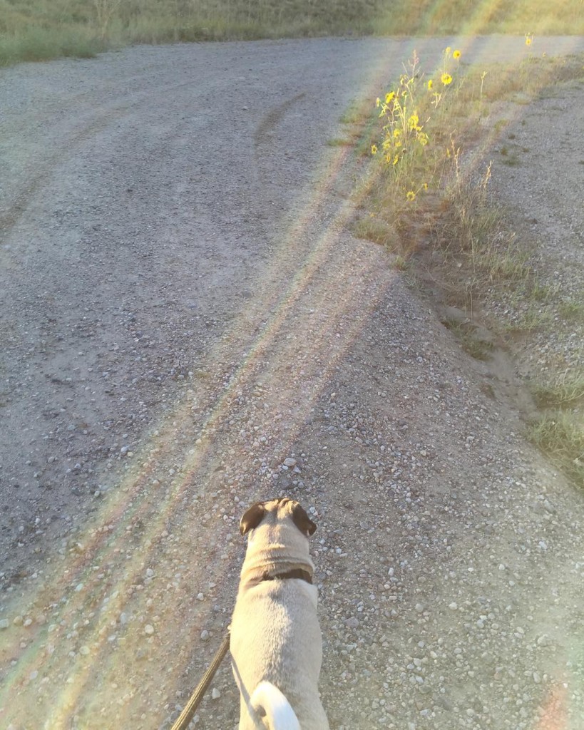 Sunny morning miles with my little man #WinstonThePug #run #happy